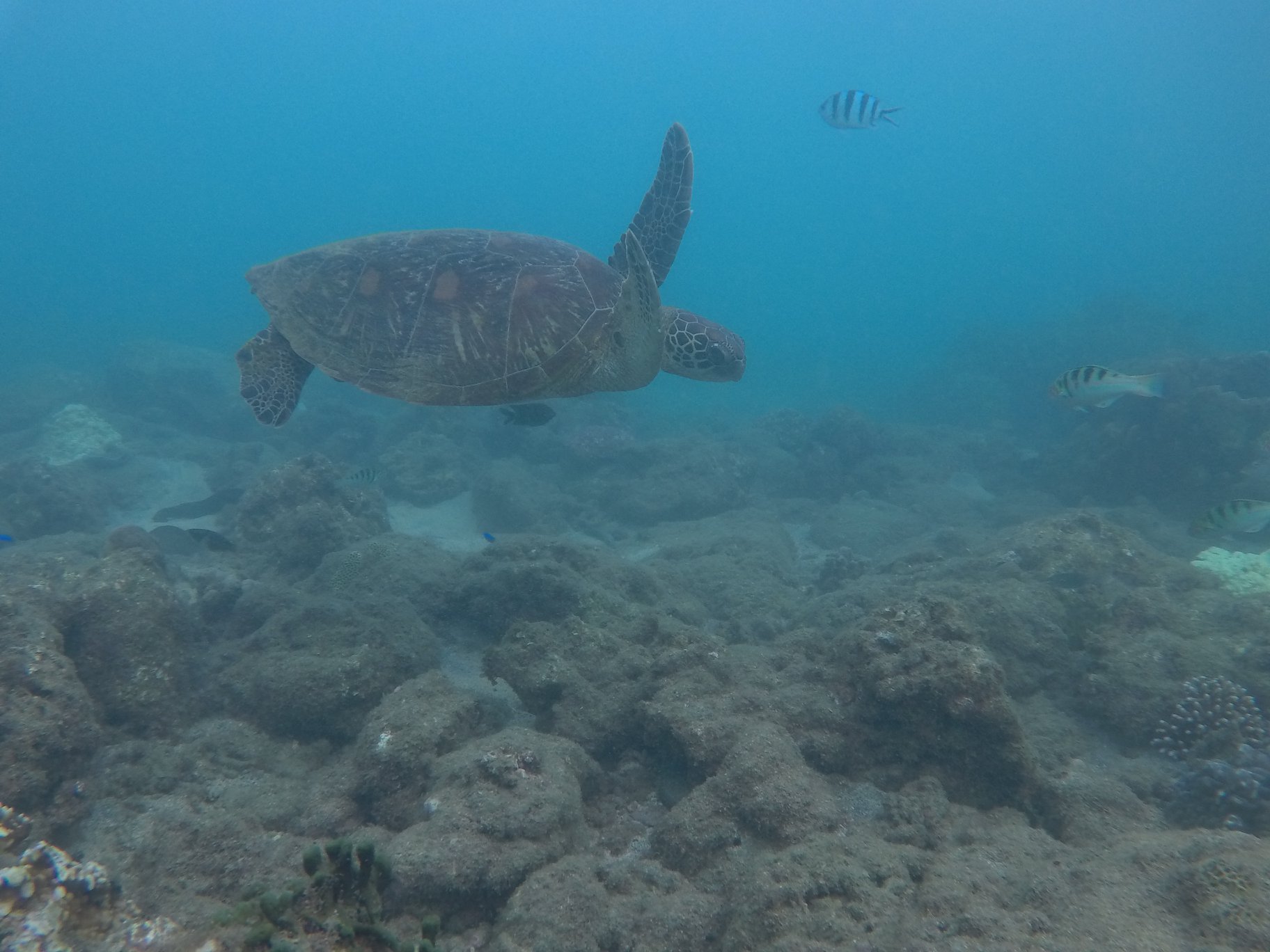 澎湖旅遊-專業浮潛